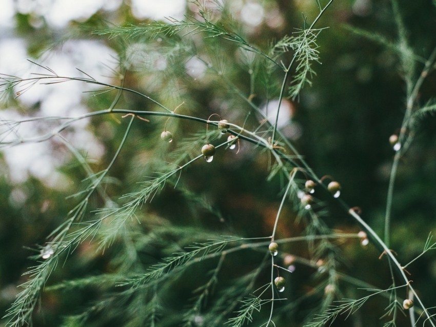 plant green wet branches drops Transparent PNG images for printing