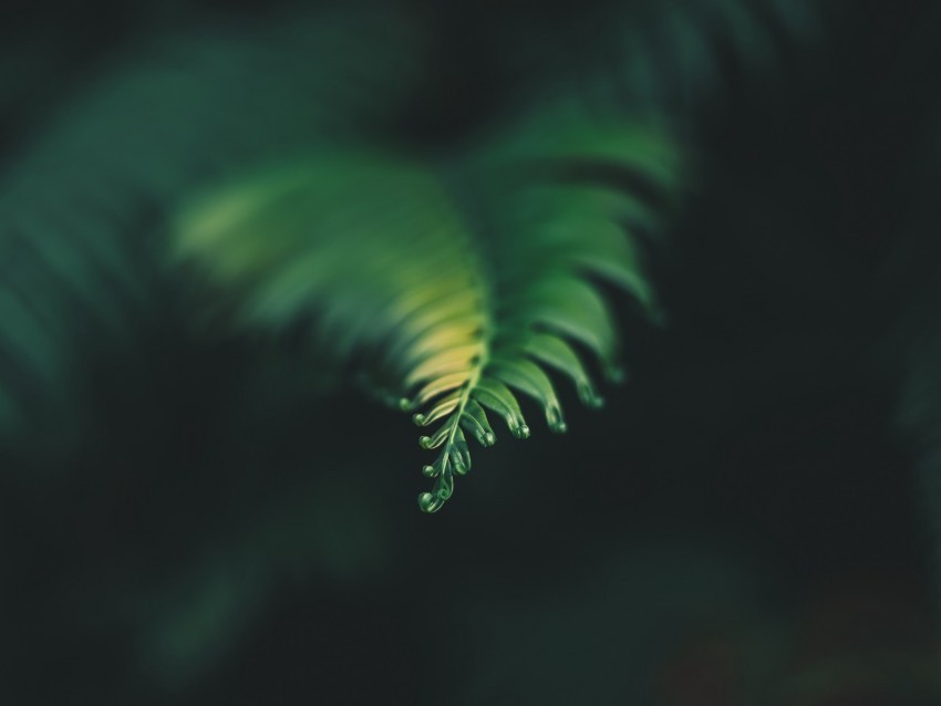 plant leaf carved blur green PNG transparent backgrounds