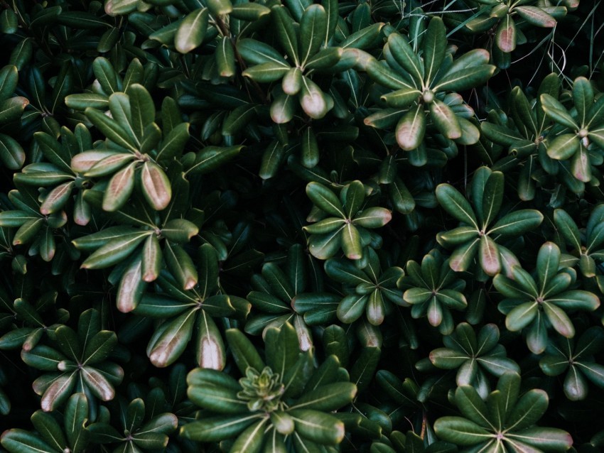 plant leaves green flowers vegetation Transparent Cutout PNG Graphic Isolation 4k wallpaper