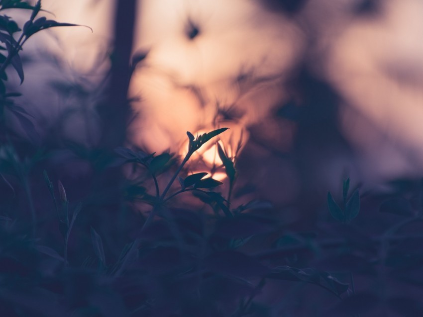 plant leaves macro blur sunset branches PNG files with clear backdrop collection 4k wallpaper