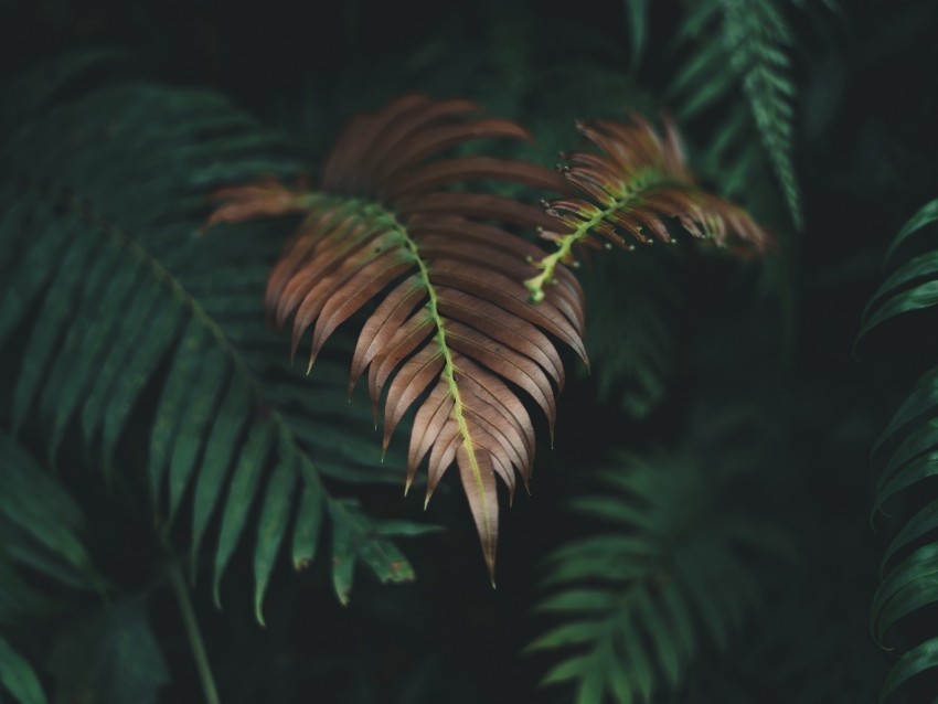 plant leaves macro carved dry Isolated Design Element on PNG