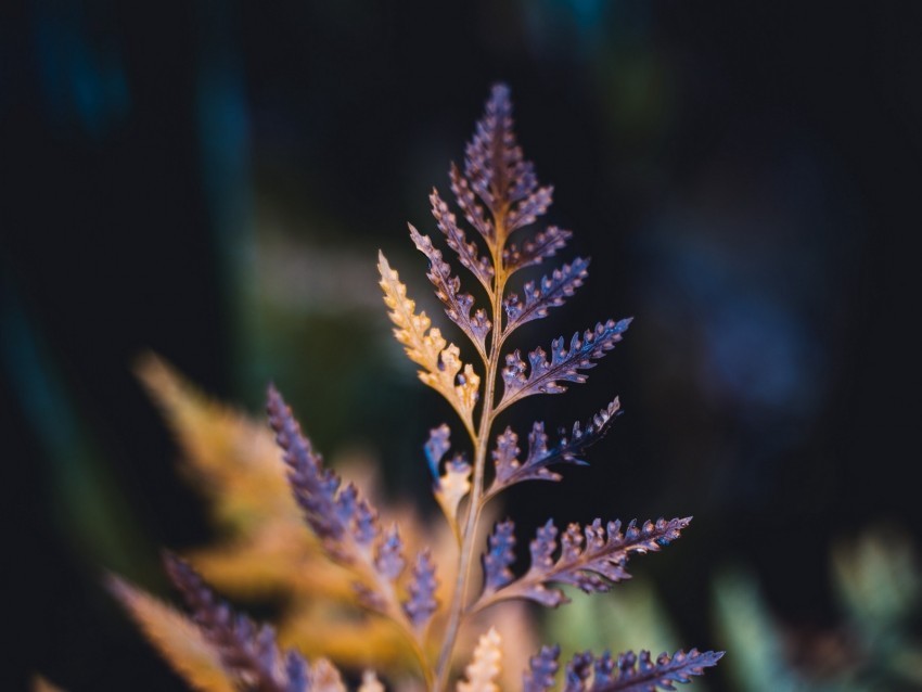 plant sheet macro carved dry blur PNG Image Isolated on Clear Backdrop