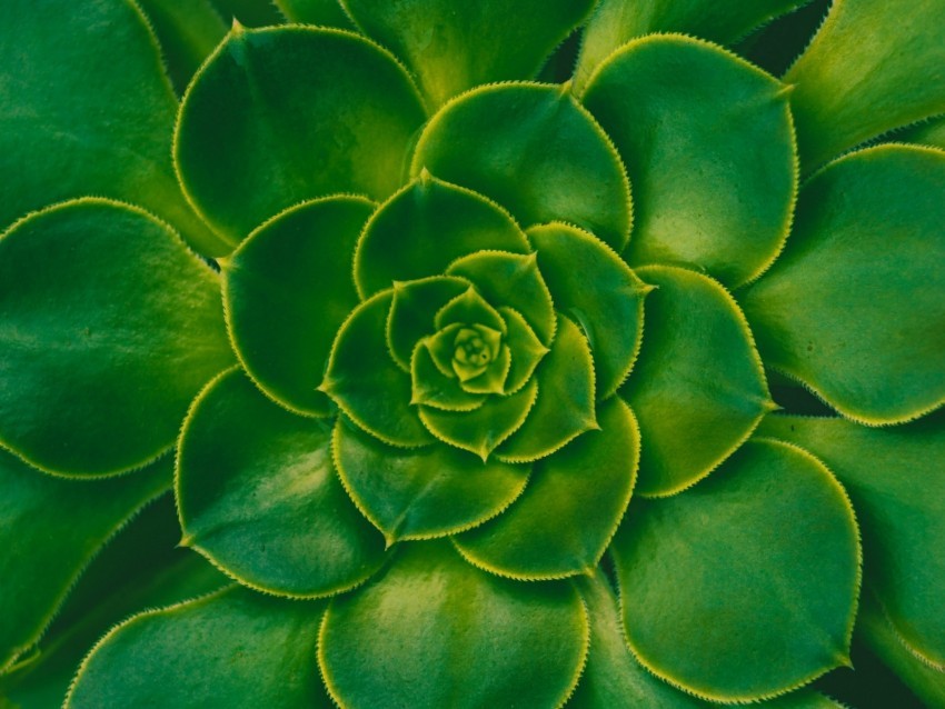 plant succulent green leaves symmetry Transparent Background Isolated PNG Art 4k wallpaper