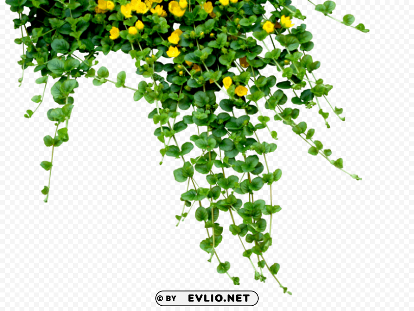 plants Transparent PNG Isolated Graphic with Clarity