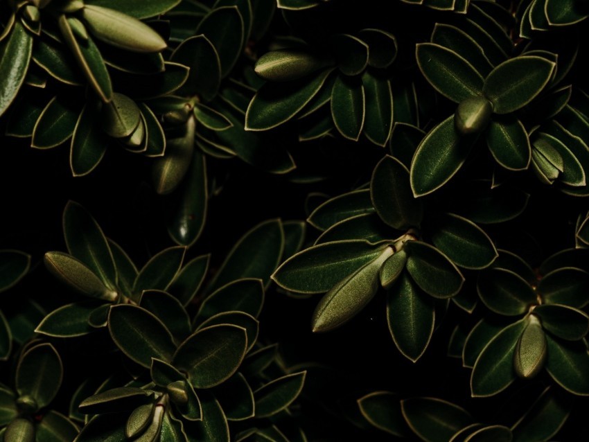 plants leaves green dark PNG files with transparency