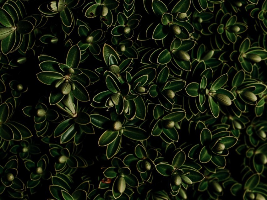 plants leaves green dark closeup PNG graphics with clear alpha channel