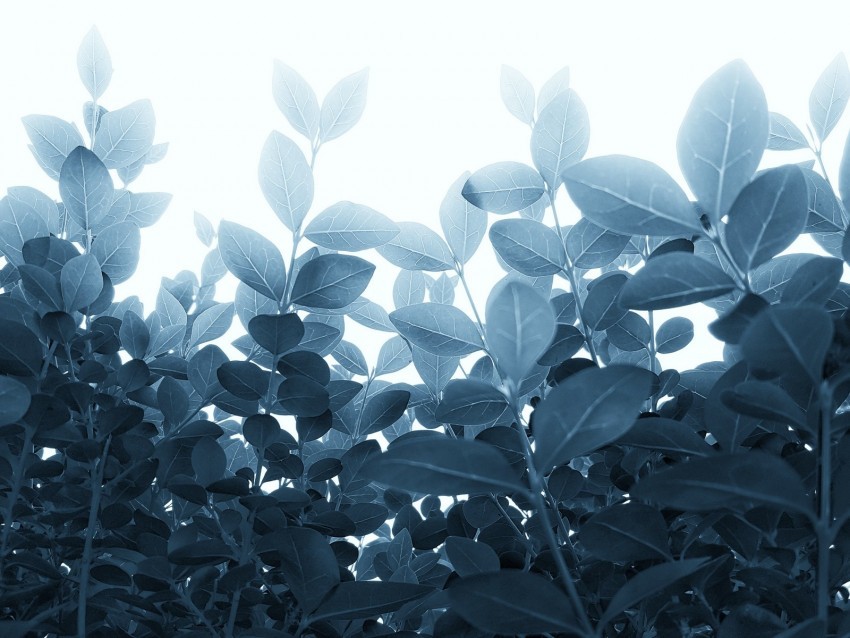 plants leaves stalks branches PNG Image Isolated on Transparent Backdrop