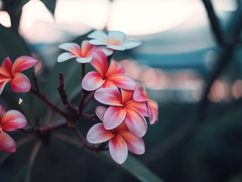 plumeria flowers pink branch bloom PNG files with transparent canvas extensive assortment 4k wallpaper