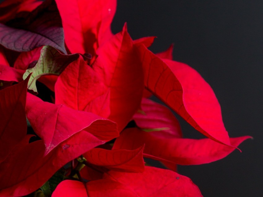 poinsettia plant leaves red bright exotic Transparent background PNG photos