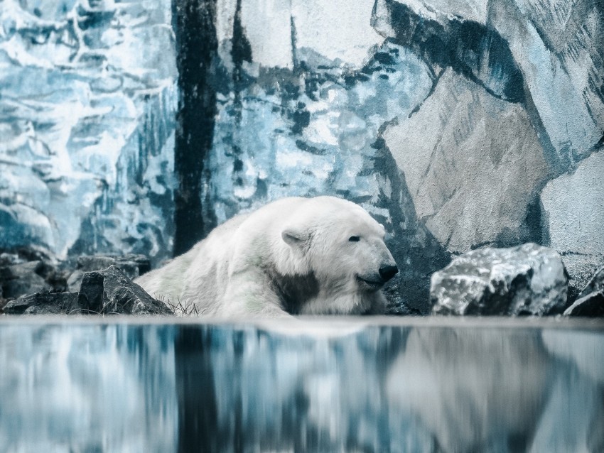 polar bear bear water PNG Image Isolated with Transparent Detail 4k wallpaper
