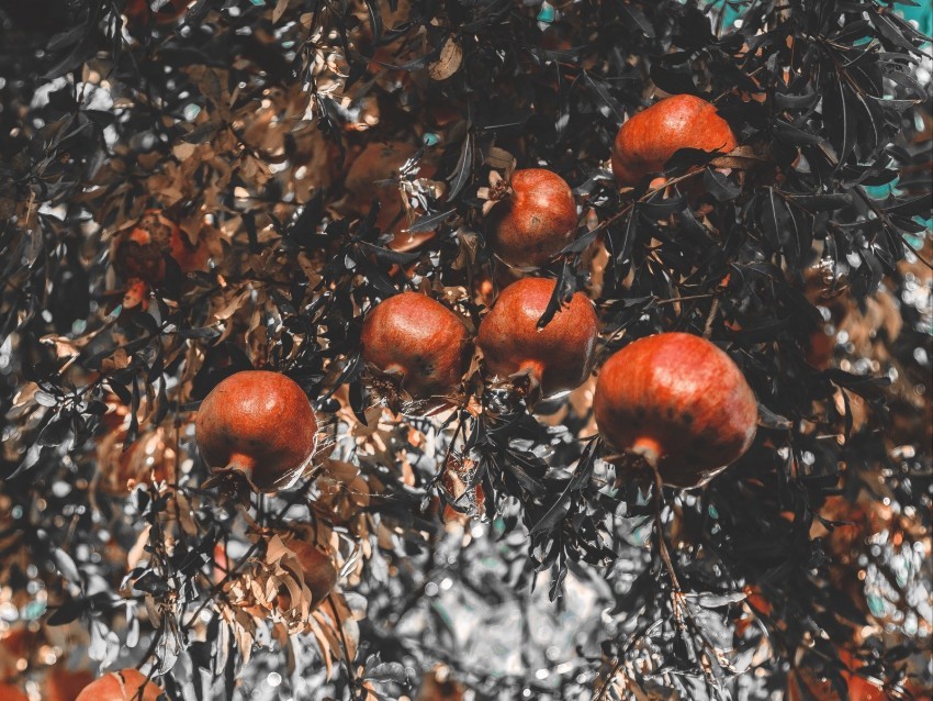 pomegranate branch fruit ripe Clean Background Isolated PNG Icon