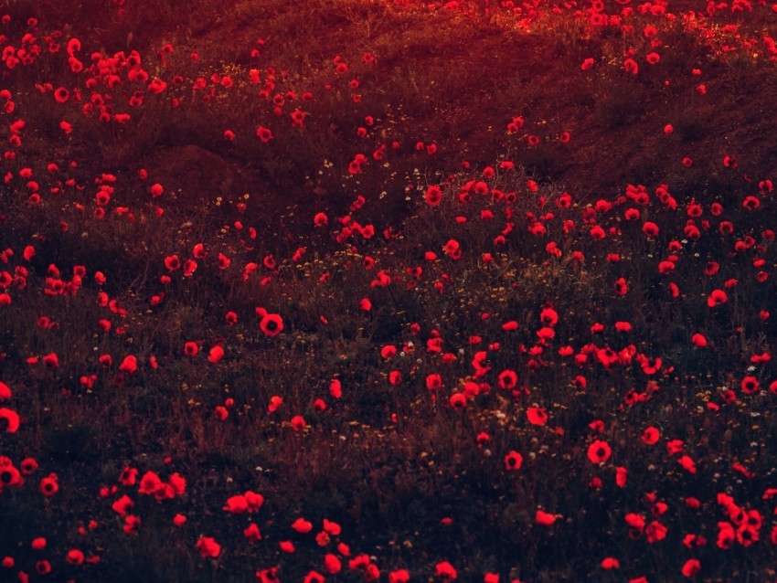 poppies flowers field red bloom PNG Image Isolated with High Clarity 4k wallpaper