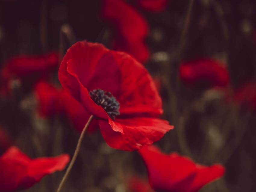 poppies flowers red bloom field PNG images without BG