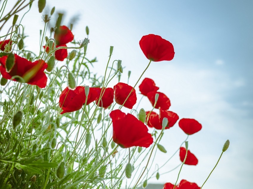 poppies flowers red plant bloom PNG images with cutout