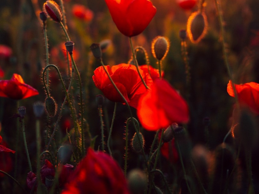 poppies red flowers field sunset Free PNG images with transparent layers diverse compilation