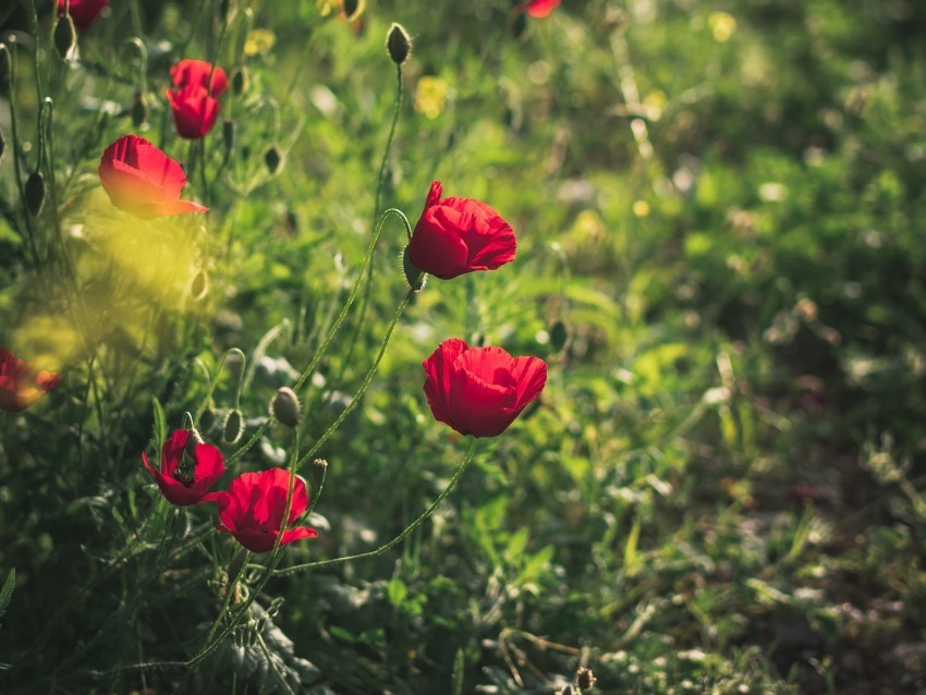 poppies red flowers plant bloom Isolated Item with Transparent PNG Background