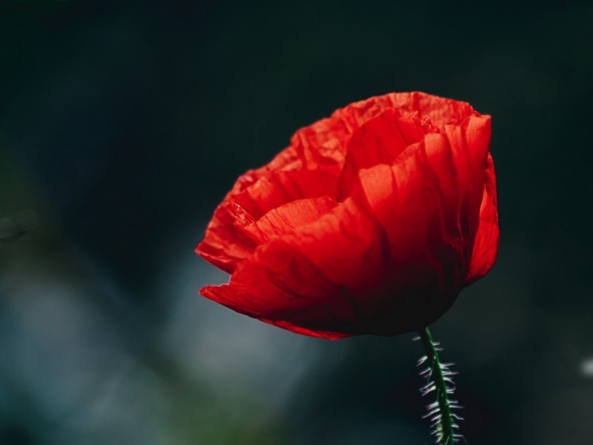 poppy flower bud red blur stem PNG with Isolated Object