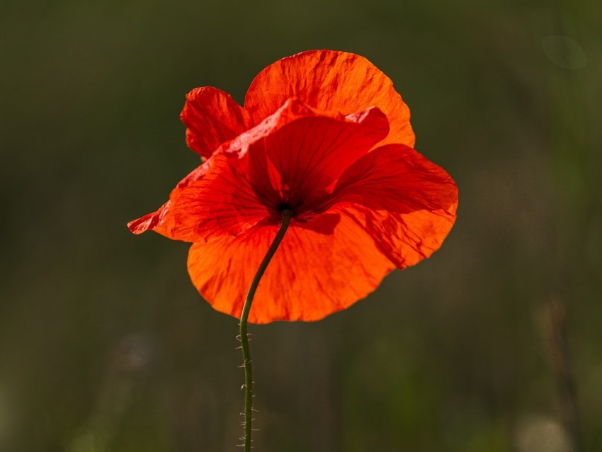 poppy flower red bright bloom PNG file without watermark