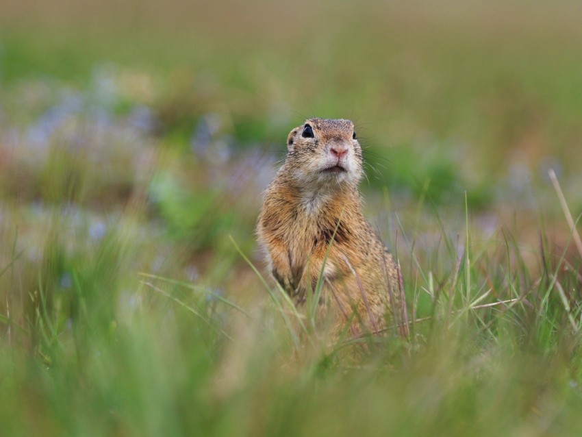prairie dog animal grass blur wildlife PNG Isolated Illustration with Clarity