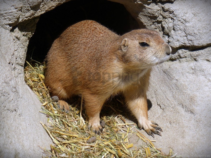 prairie dog sunlight walk wallpaper PNG Isolated Object with Clear Transparency
