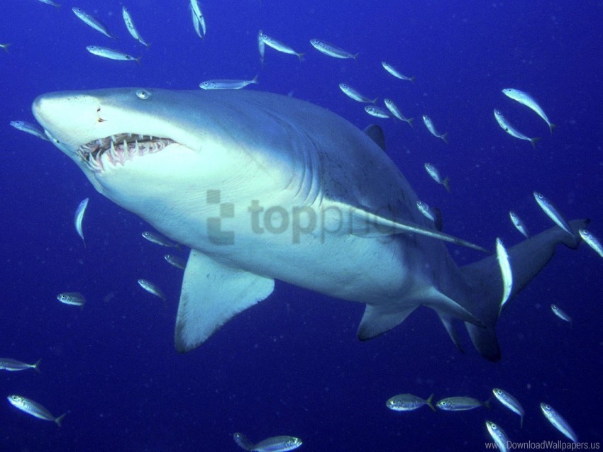 predator sand shark tiger wallpaper Isolated Artwork on Transparent PNG