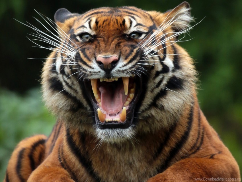predator teeth tiger wild cat wallpaper Isolated Design Element in HighQuality Transparent PNG