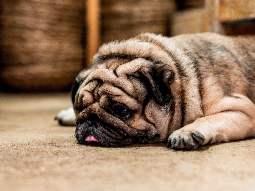 pug dog protruding tongue sad pet Isolated Item on Clear Transparent PNG