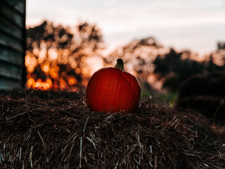 pumpkin autumn hay blur Transparent picture PNG