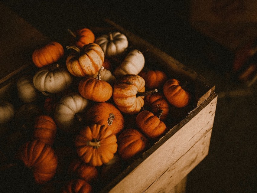 pumpkin box harvest ripe PNG images with no background assortment 4k wallpaper