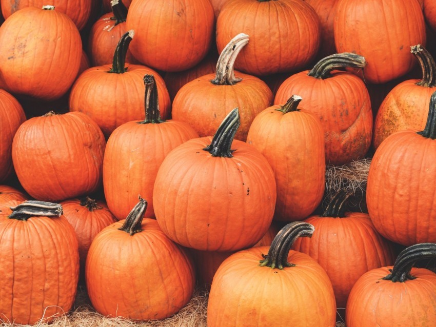 pumpkin harvest autumn ripe october Transparent PNG graphics assortment