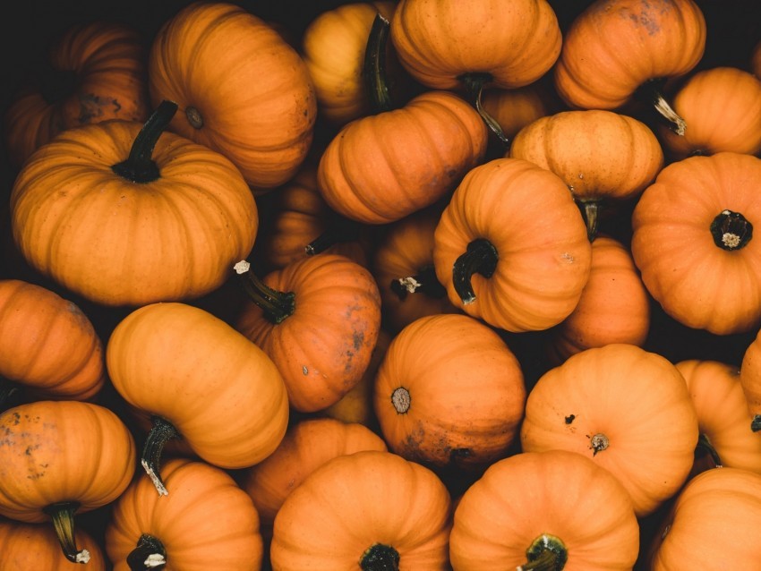 pumpkin ripe orange harvest autumn Isolated Illustration in HighQuality Transparent PNG