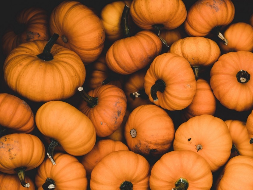 pumpkin ripe orange harvest autumn Isolated Illustration in HighQuality Transparent PNG 4k wallpaper