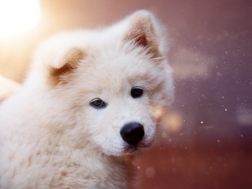 puppy dog white fluffy cute PNG for overlays