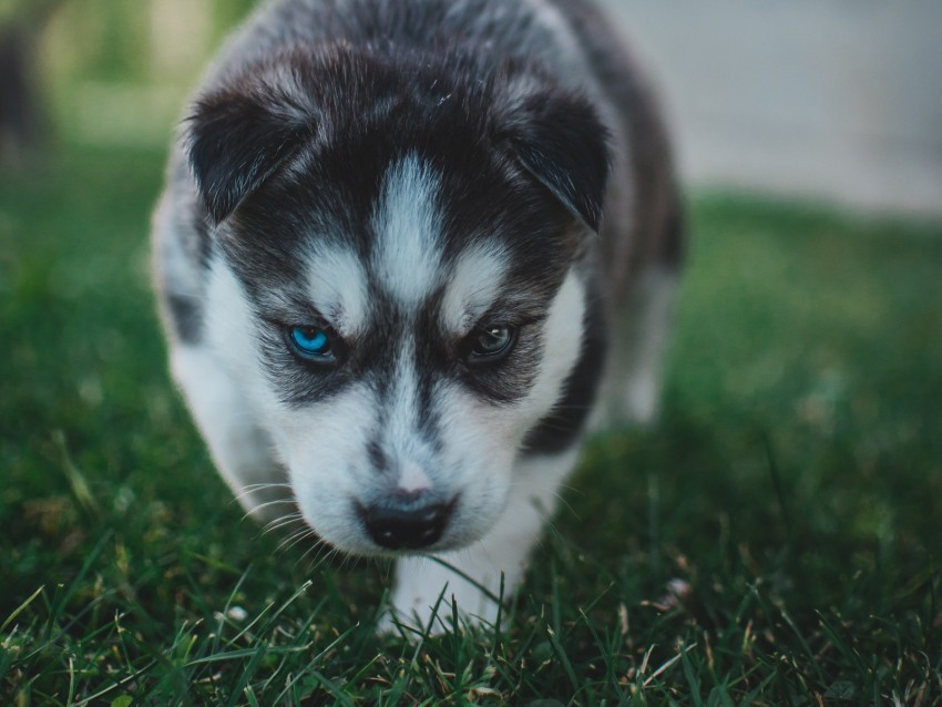 puppy husky dog cute heterochromia Transparent PNG Isolated Object with Detail