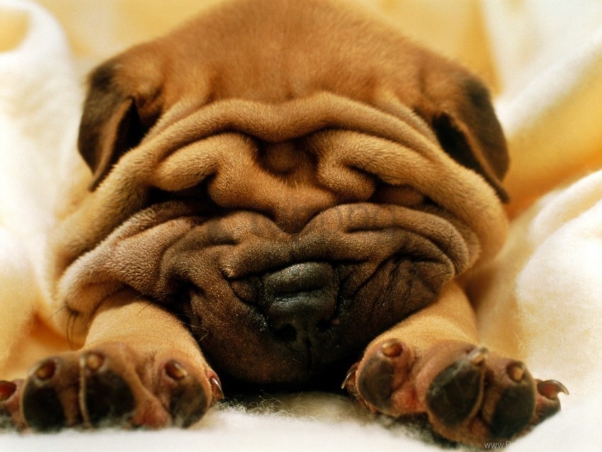 Puppy Shar Pei Sleep Snout Wallpaper PNG Transparent Icons For Web Design