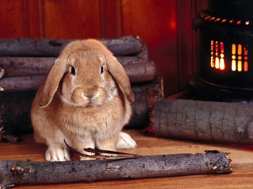 rabbit sit stove wood wallpaper Clear Background Isolated PNG Icon