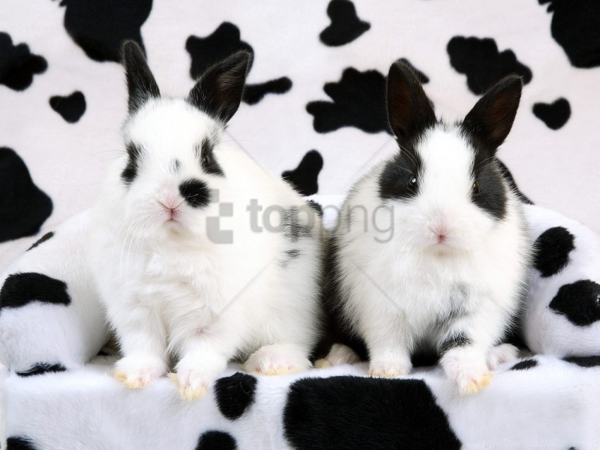 rabbits spotted wallpaper Isolated Subject on Clear Background PNG