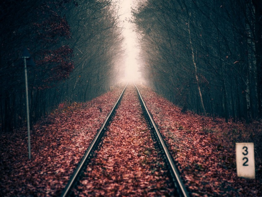 rails forest railway autumn foliage distance Transparent background PNG images comprehensive collection