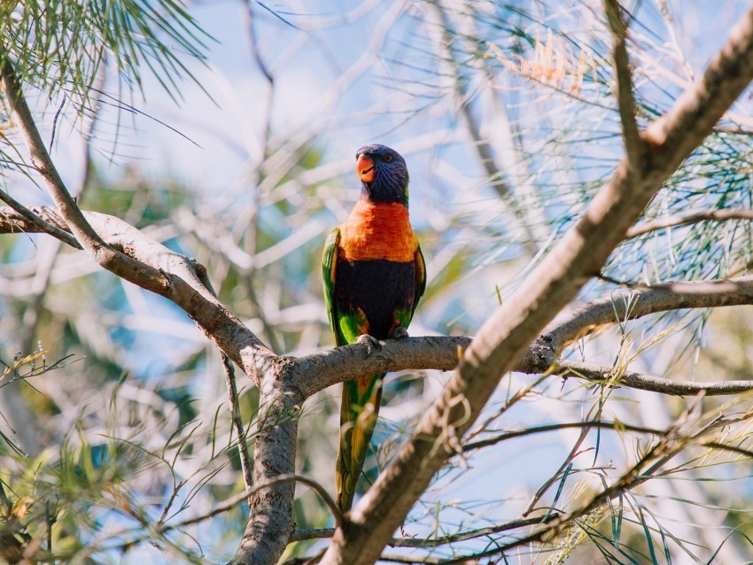 rainbow lorikeet parrot bird colorful wildlife PNG transparent photos vast variety