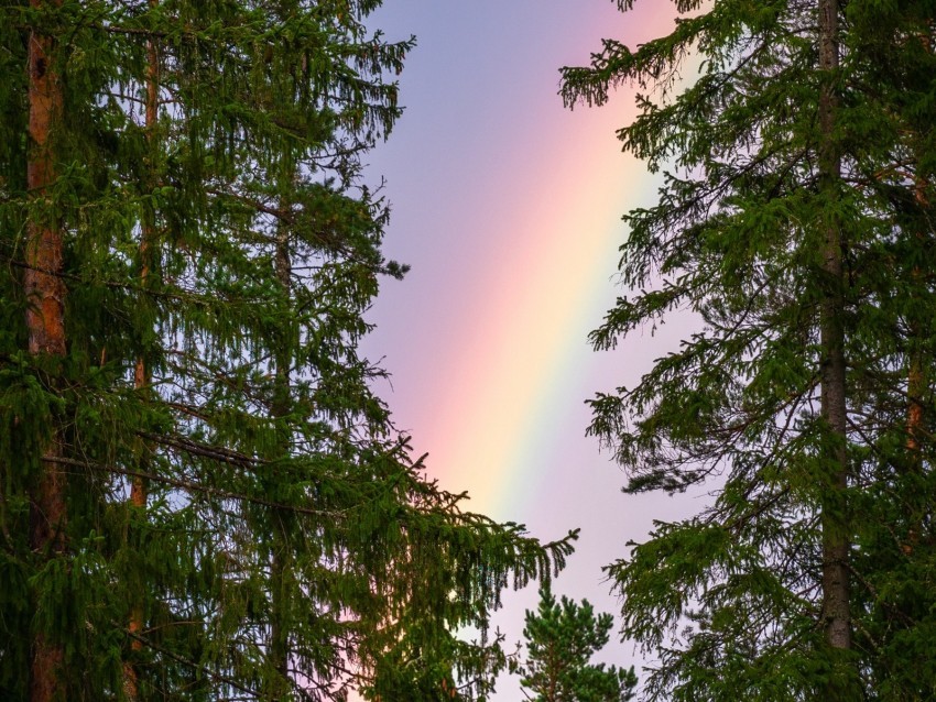 rainbow trees branches sky natural phenomenon after the rain Transparent Background PNG Isolation