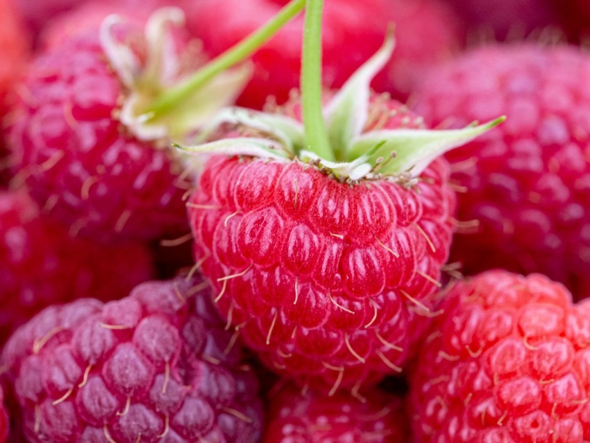raspberry berries ripe juicy close-up Isolated Graphic on Clear Transparent PNG