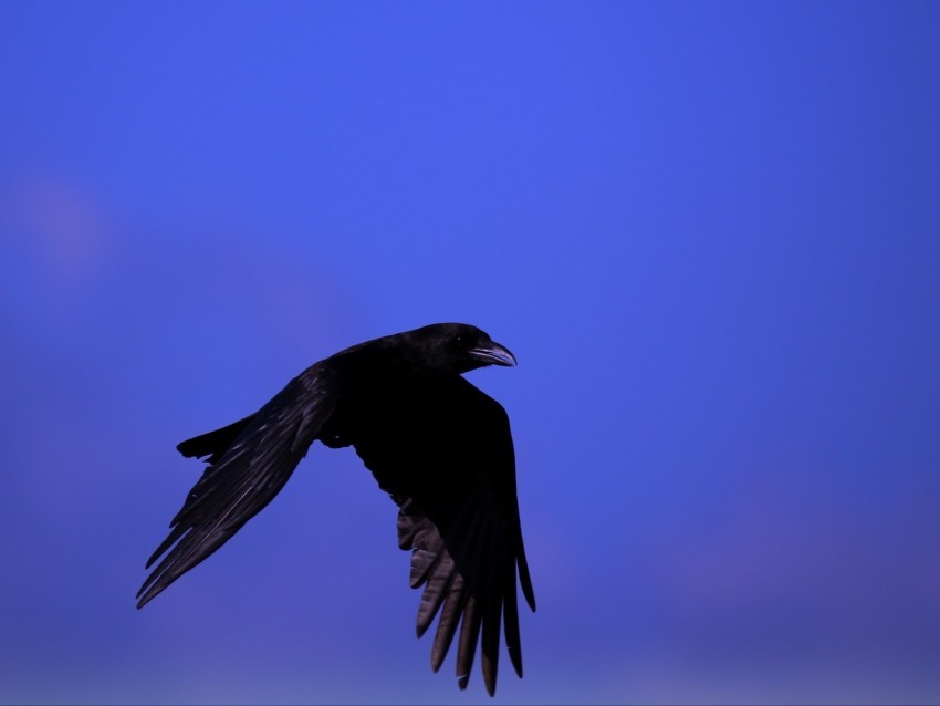 raven bird black fly sky PNG no watermark