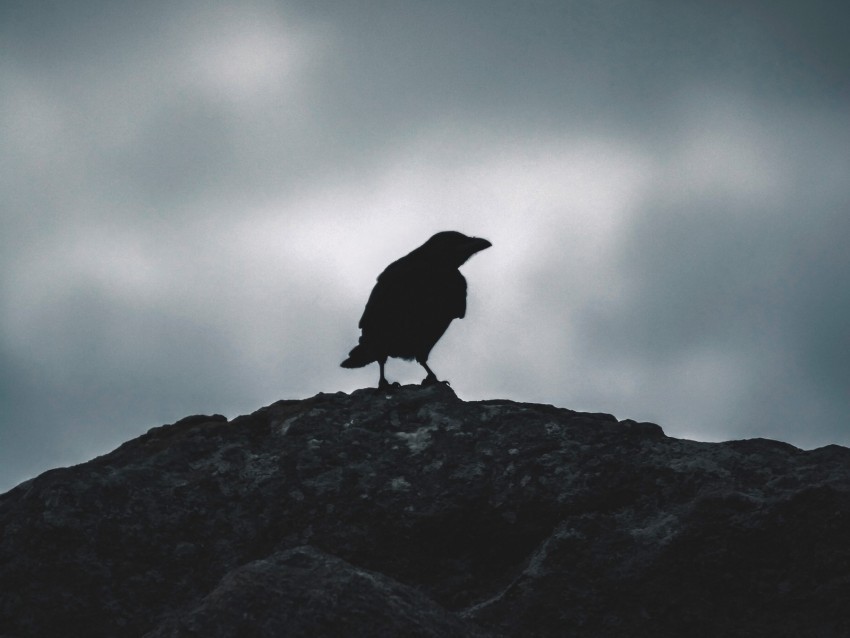 raven silhouette bird sky dark PNG files with transparency
