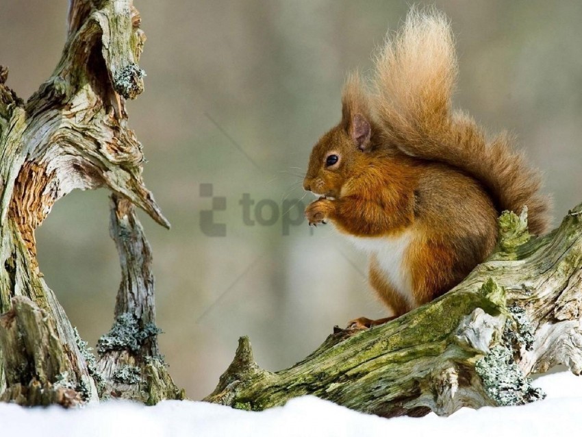 red hair snow squirrel thread winter wallpaper PNG with clear overlay