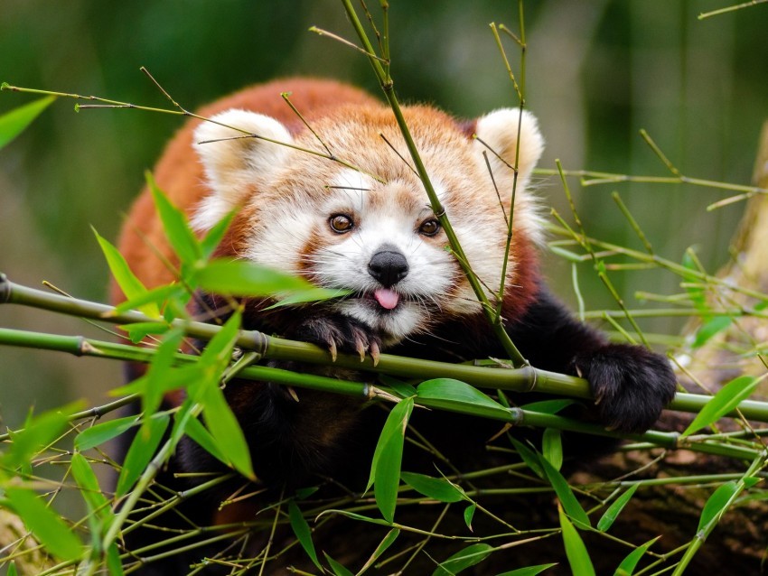 red panda panda protruding tongue cute funny bamboo twigs PNG free download transparent background