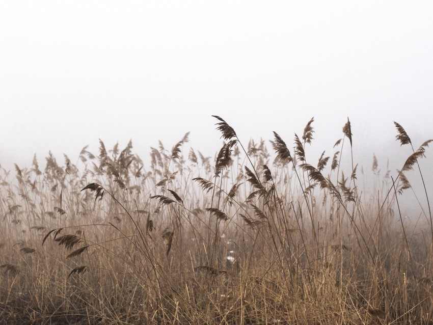reeds fog autumn grass dry PNG Image with Clear Isolation