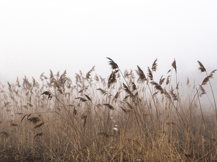 reeds fog autumn grass dry PNG Image with Clear Isolation 4k wallpaper