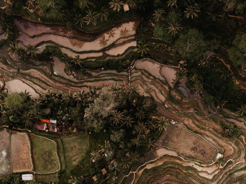 rice fields plantations aerial view relief tropics PNG Image Isolated with Transparent Clarity