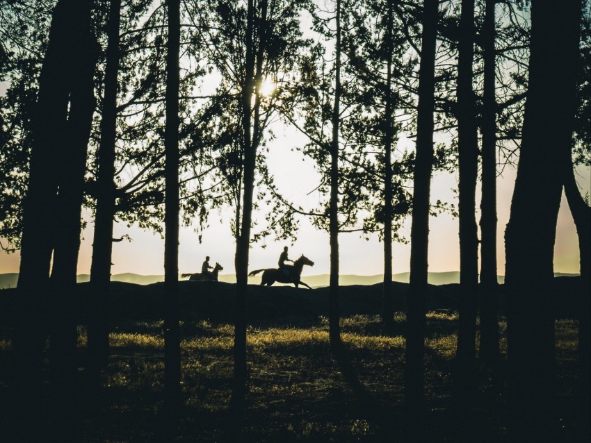 riders silhouettes forest sunset landscape trees horses PNG for educational projects