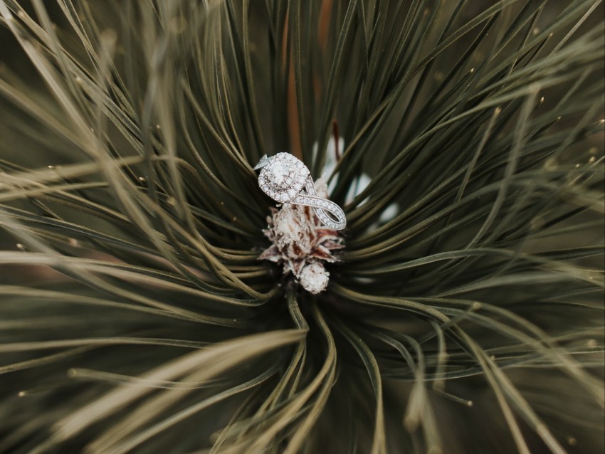 ring needles branch spruce PNG with Isolated Object and Transparency